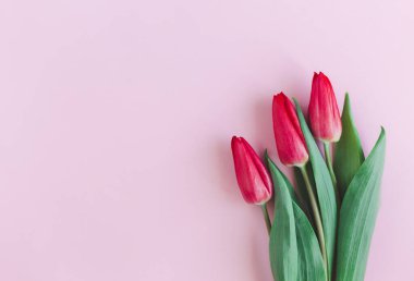 Pastel pembe arka planda yumuşak kırmızı laleler. Anneler günü için tebrik kartı..