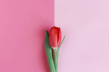 Pastel pembe arka planda yumuşak kırmızı lale. Anneler günü için tebrik kartı. Düz yatıyordu. Metin için yer. 