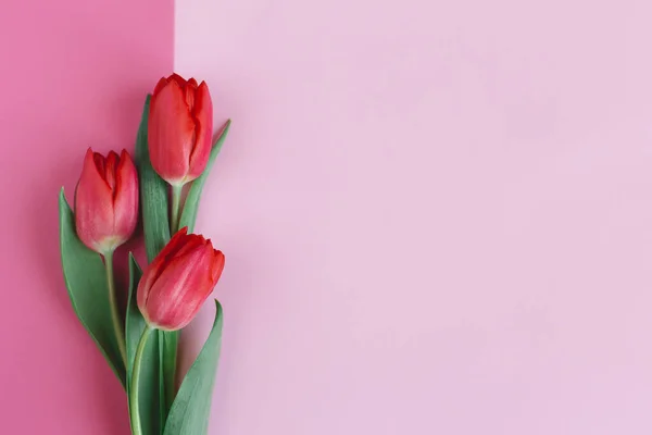 Pastel pembe arka planda yumuşak kırmızı laleler. Anneler günü için tebrik kartı. Düz yatıyordu. Metin için yer. 
