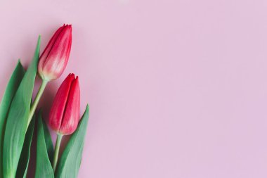 Pastel pembe arka planda yumuşak kırmızı laleler. Anneler günü için tebrik kartı. Düz yatıyordu. Metin için yer. 