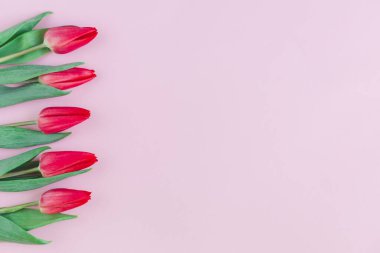 Pastel pembe arka planda yumuşak kırmızı laleler. Anneler günü için tebrik kartı. Düz yatıyordu. Metin için yer. 