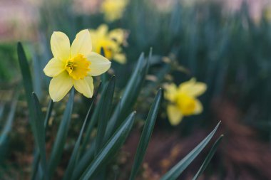 Bahar bahçesindeki güzel sarı nergisler. Bahar mevsimi narsis çiçekleri açıyor. Seçici odak.