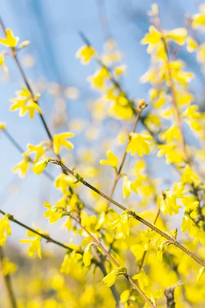 Amazing Yellow Forsythia Flowers Blue Sky Golden Bell Border Forsythia — Stockfoto