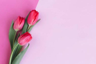 Pastel pembe arka planda yumuşak kırmızı laleler. Anneler günü için tebrik kartı. Düz yatıyordu. Metin için yer. 
