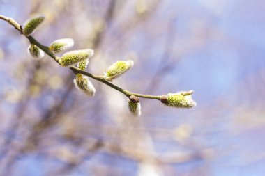 Beautiful willow branch in sunlight on a blue sky background. Pussy willow flowers. Spring background. 