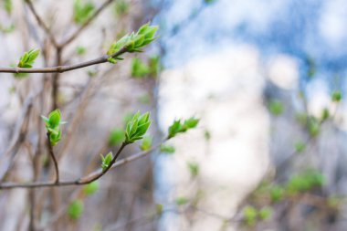 Güneşli bahar gününde ilk yeşil yapraklı bulanık dallar. Bahar doğası arka planı.