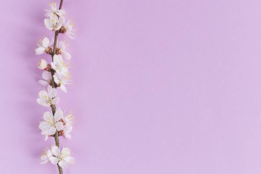 Pastel menekşe arkaplanda kayısı ağacının çiçek açan dalı. Asgari bahar konsepti. Düz yatıyordu. Metin için yer. 