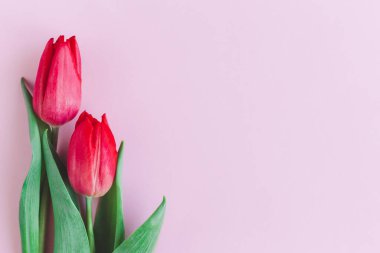 Pastel pembe arka planda yumuşak kırmızı laleler. Anneler günü için tebrik kartı. Düz yatıyordu. Metin için yer. 