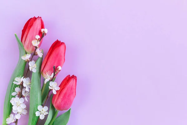 Красиві Рожеві Тюльпани Квітучими Гілками Абрикосового Дерева Пастельному Фіолетовому Тлі — стокове фото