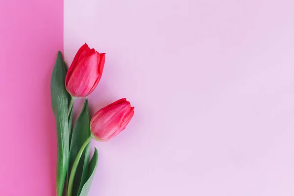 Ніжні Червоно Рожеві Тюльпани Пастельно Рожевому Тлі Вітальна Листівка День — стокове фото