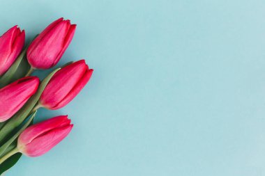 Pastel turkuaz arka planda yumuşak kırmızı laleler. Anneler günü için tebrik kartı. Düz yatıyordu. Metin için yer. 