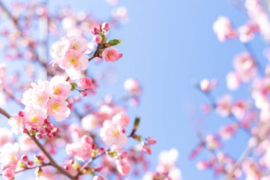 Mavi gökyüzünde, Sakura ağacında, harika pembe kiraz çiçekleri. Güzel bahar ağacı.