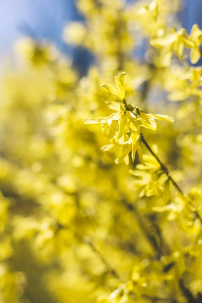 Amazing Yellow Forsythia Flowers Blue Sky Golden Bell Border Forsythia — Stockfoto