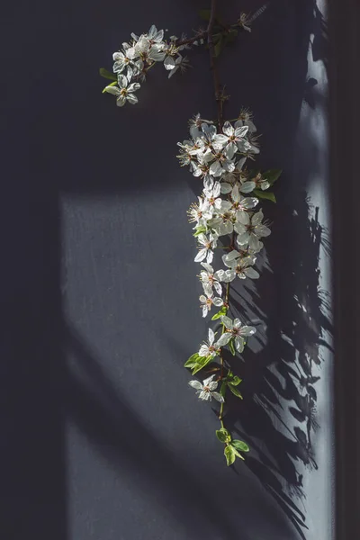 Gałąź Kwitnącego Drzewa Szarej Ścianie Słońcu Wiosenny Kwiat Skupienie Selektywne — Zdjęcie stockowe