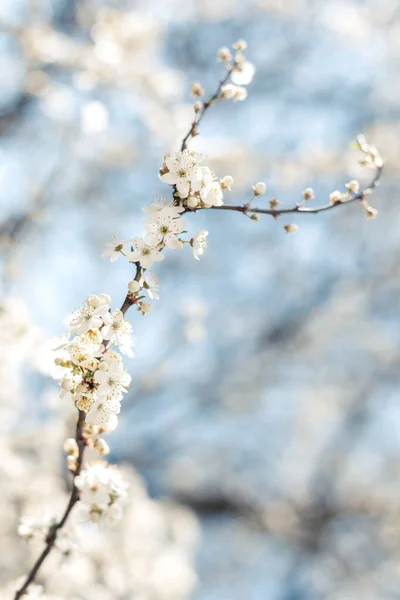 Zweig Eines Blühenden Baumes Auf Einem Gartenhintergrund Frühlingsblüte Selektiver Fokus — Stockfoto