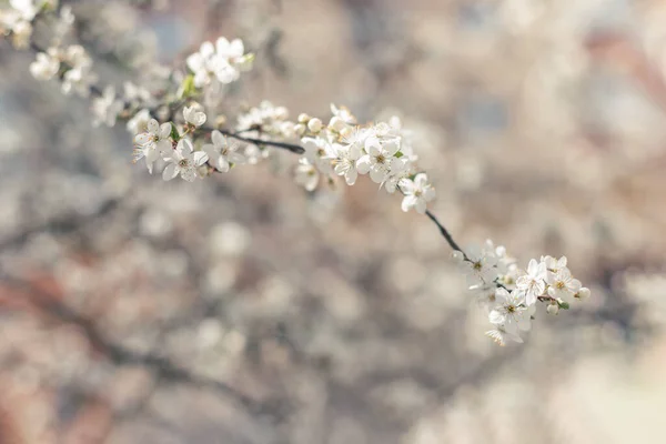 Branch Blossoming Tree Garden Background Spring Blossom Selective Focus — Stock Photo, Image