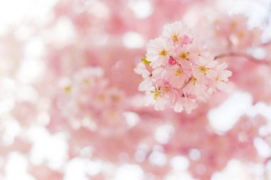 Sakura ağacında harika pembe kiraz çiçekleri. Seçici odaklanma. Güzel bahar ağacı.