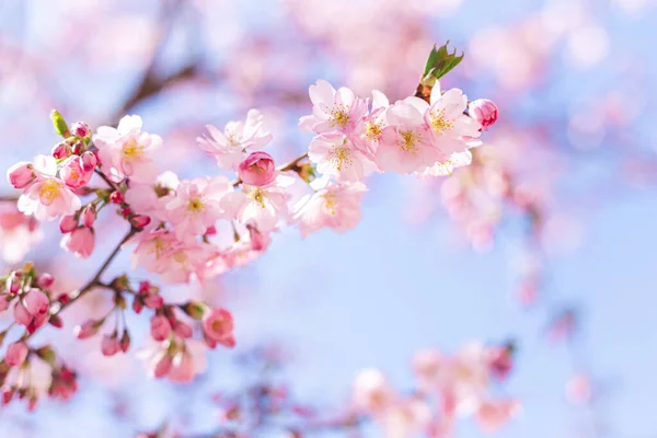 Mavi gökyüzünde, Sakura ağacında, harika pembe kiraz çiçekleri. Güzel bahar ağacı.