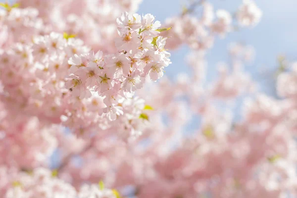 Erstaunlich Rosa Kirschblüten Sakura Baum Einem Blauen Himmel Schöner Frühlingsbaum — Stockfoto