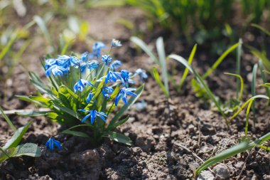 Bir bahar bahçesinde güzel mavi çiçekler, Scilla Kafkasya. Bahar çiçekleri açıyor. Seçici odak.