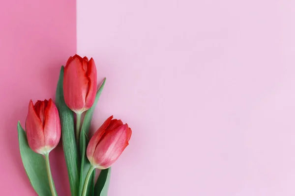 Pastel pembe arka planda yumuşak kırmızı laleler. Anneler günü için tebrik kartı. Düz yatıyordu. Metin için yer. 