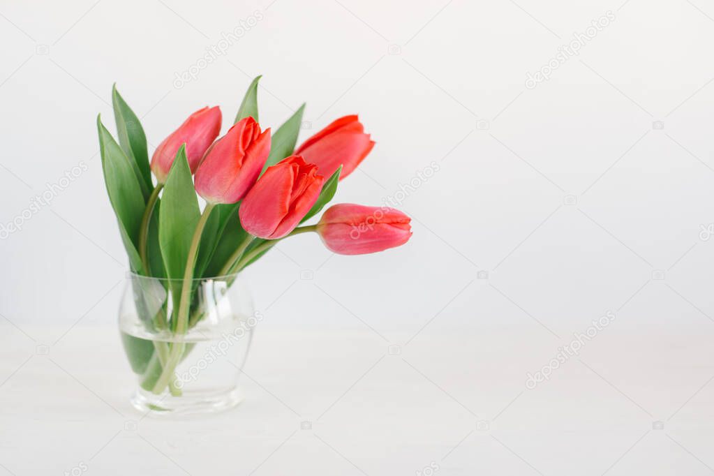 Tender red tulips in a vase on a white background. Greeting card for Women's day.  Place for text. 