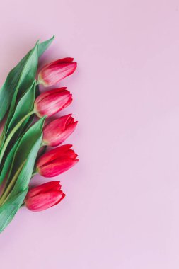 Pastel pembe arka planda yumuşak kırmızı laleler. Anneler günü için tebrik kartı. Düz yatıyordu. Metin için yer. 