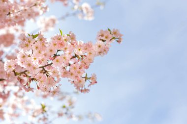 Mavi gökyüzünde, Sakura ağacında, harika pembe kiraz çiçekleri. Güzel bahar ağacı.