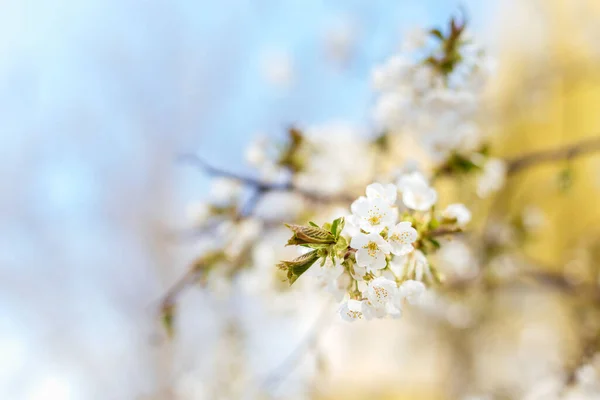 Zweig Eines Blühenden Baumes Auf Einem Gartenhintergrund Frühlingsblüte Selektiver Fokus — Stockfoto