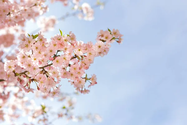 Erstaunlich Rosa Kirschblüten Sakura Baum Einem Blauen Himmel Schöner Frühlingsbaum — Stockfoto