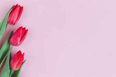 Pastel pembe arka planda yumuşak kırmızı laleler. Anneler günü için tebrik kartı. Düz yatıyordu. Metin için yer. 