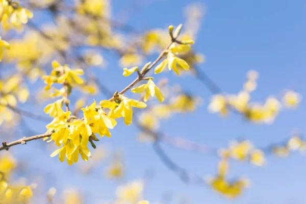 Amazing Yellow Forsythia Flowers Blue Sky Golden Bell Border Forsythia — Stockfoto