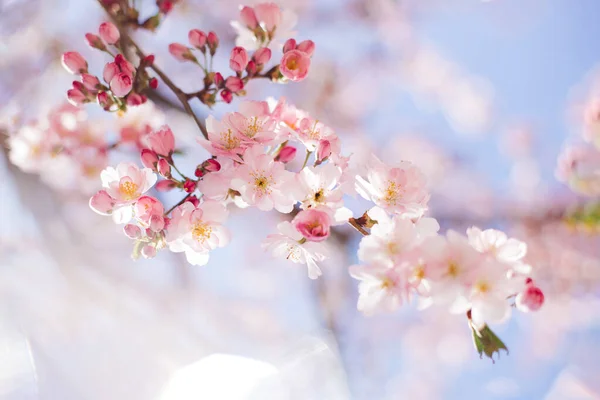 Mavi Gökyüzünde Sakura Ağacında Harika Pembe Kiraz Çiçekleri Güzel Bahar Telifsiz Stok Imajlar