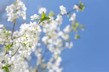 Mavi gökyüzünde çiçek açan bir ağacın dalları. Bahar çiçeği. Seçici odak.