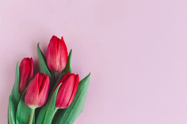 Túlipas Rosa Vermelho Macio Fundo Rosa Pastel Cartão Felicitações Para — Fotografia de Stock