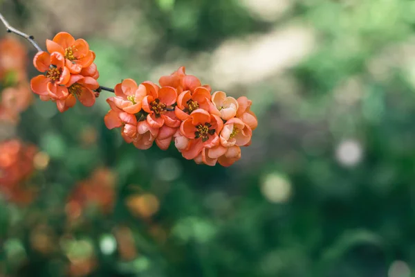 Beautiful Branch Blossoming Japanese Quince Tree Spring Garden Beautiful Spring — Stock Photo, Image