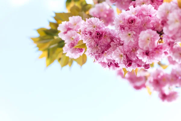 Erstaunlich Rosa Kirschblüten Sakura Baum Einem Blauen Himmel Schöner Frühlingsbaum — Stockfoto