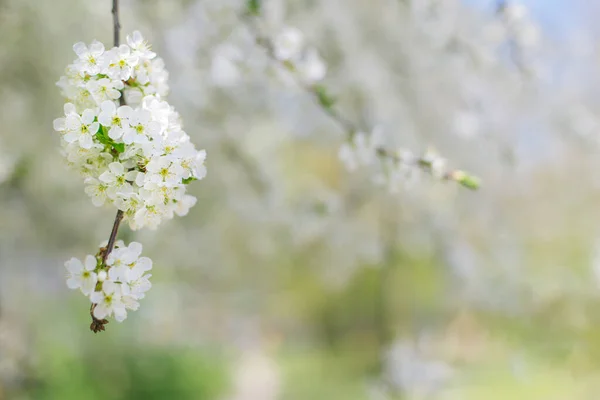 Větev Kvetoucího Stromu Zahradním Pozadí Jarní Květ Selektivní Zaměření — Stock fotografie