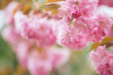 Sakura ağacında harika pembe kiraz çiçekleri. Güzel bir bahar ağacı. Yakın plan..