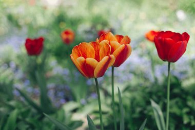 Bahar bahçesinde güzel kırmızı turuncu laleler. Seçici odak.