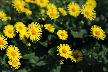 Beautiful yellow flowers Doronicum in a spring garden. Blooming daisy flowers. Selective focus. clipart