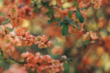 Bahar bahçesinde çiçek açan Japon ayva ağacının güzel dalları. Güzel bahar ağacı.