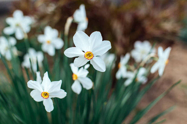 Beautiful white daffodils in a spring garden. Springtime blooming narcissus flowers. Selective focus.