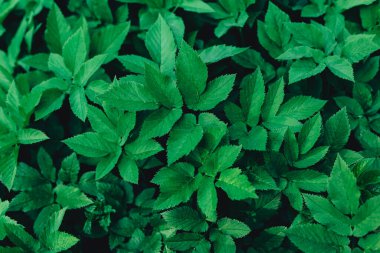 Taze yeşil yapraklar ya da arka plan. Doğal arka plan. Düz yatıyordu.