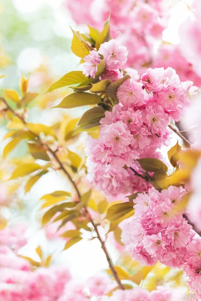 Erstaunlich Rosa Kirschblüten Auf Dem Sakura Baum Schöner Frühlingsbaum Nahaufnahme — Stockfoto