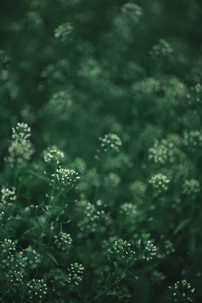 Bloemen Van Shepherd Handtas Capsella Bursa Pastoris Groene Weide Achtergrond — Stockfoto