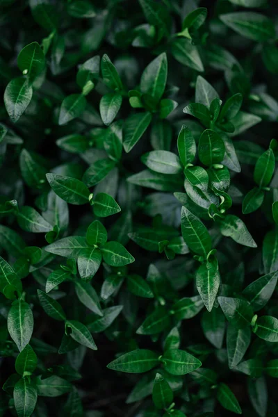Verse Groene Bladeren Patroon Achtergrond Natuurlijke Achtergrond Vlakke Plaat — Stockfoto