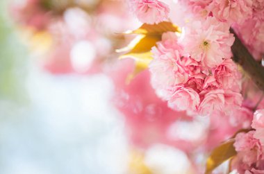 Sakura ağacında harika pembe kiraz çiçekleri. Güzel bir bahar ağacı. Yakın plan.. 