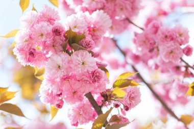 Sakura ağacında harika pembe kiraz çiçekleri. Güzel bir bahar ağacı. Yakın plan.. 
