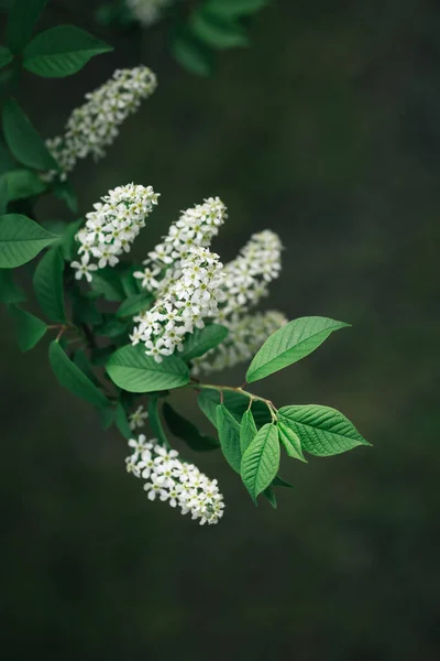 Rama Flor Pájaro Cerezo Jardín Primavera Enfoque Selectivo — Foto de Stock